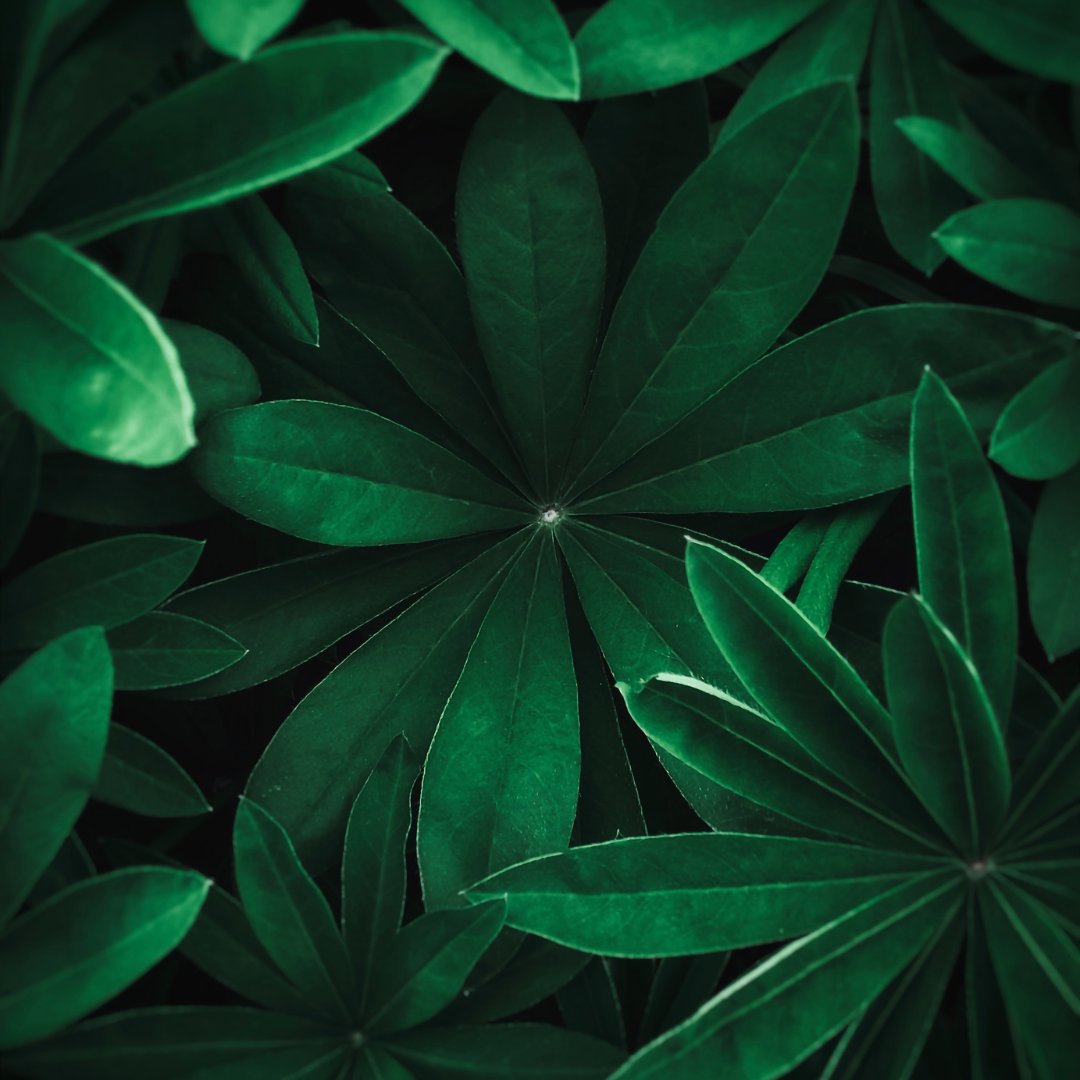 Grow-Lampen richtig platzieren: So erreichst du perfektes Pflanzenwachstum